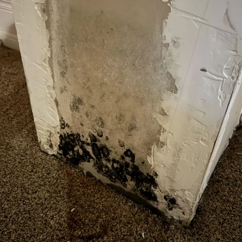 Professional Mold Removal in Del Norte, CO